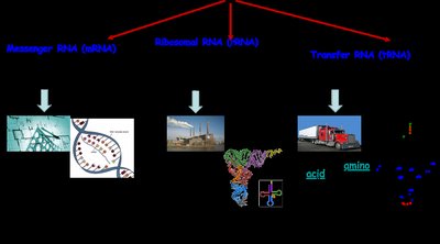 Types of RNA: mRNA, rRNA, tRNA