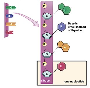 RNA nucleotide structure with uracil base