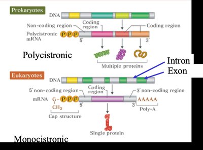 Comparison of prokaryotic and eukaryotic gene organization