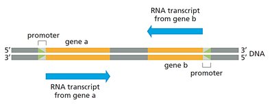 Diagram showing transcription from both DNA strands