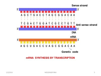 Sense and anti-sense strands in transcription