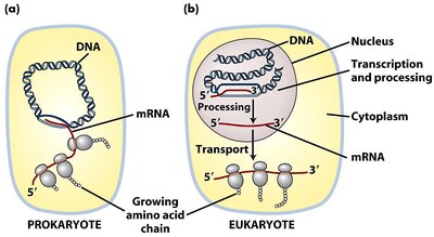 Comparison of transcription and translation in prokaryotes and eukaryotes
