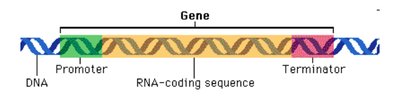 Gene structure: promoter, coding sequence, terminator