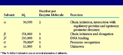 Subunits of prokaryotic RNA polymerase