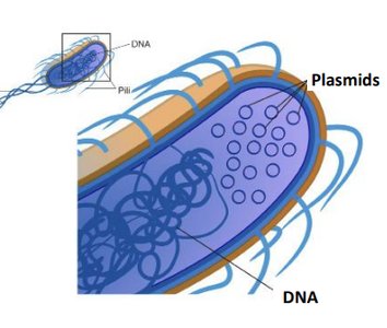 Prokaryotic cell with circular DNA and plasmids