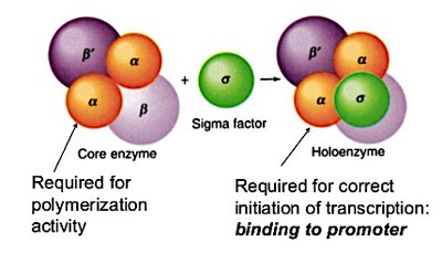 Core enzyme and holoenzyme of RNA polymerase