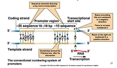 Prokaryotic promoter regions and consensus sequences