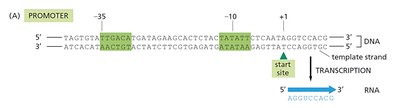 Promoter numbering and transcription start site