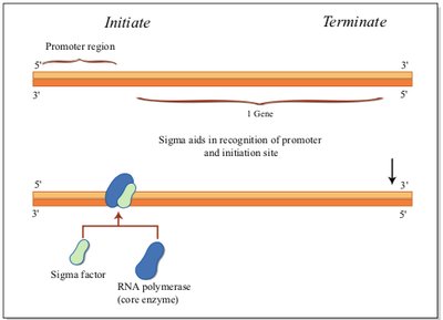 Open complex formation during initiation