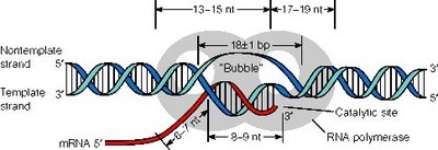 Elongation: unwinding and rewinding of DNA