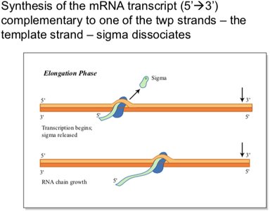 Transcription bubble and RNA synthesis