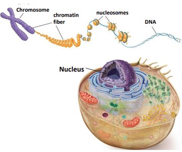 Eukaryotic cell with nucleus and chromatin structure