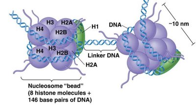 Nucleosome structure with histone octamer and DNA