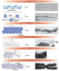 Stages of DNA coiling and folding into chromosomes