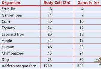 Table of chromosome numbers in various organisms
