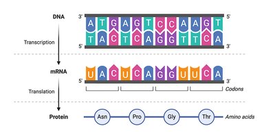 Diagram of DNA to RNA to protein (central dogma)