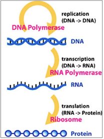 Central dogma: replication, transcription, translation