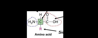 General structure of an amino acid
