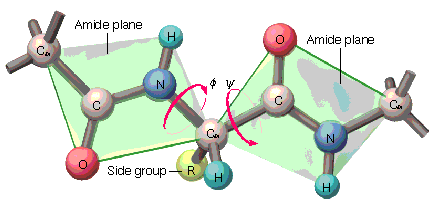 Torsional angles in polypeptide chain