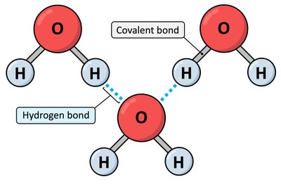 Hydrogen bond between water molecules