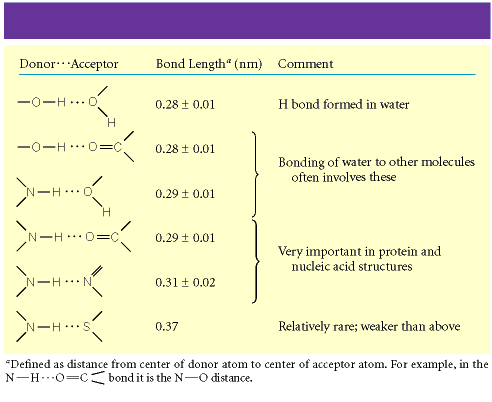 Hydrogen bonds in protein structure