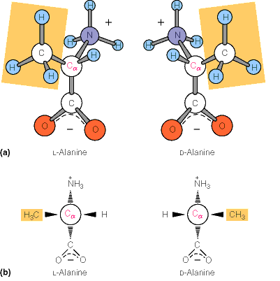 L- and D- forms of alanine