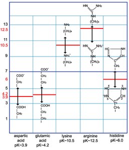 pI values of charged amino acids