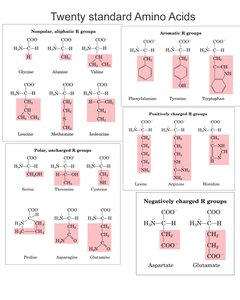 Twenty standard amino acids grouped by R group properties