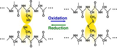 Disulfide bond formation between cysteine residues