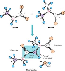 Peptide bond formation between glycine and alanine