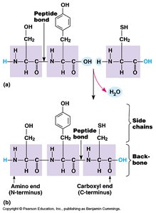Peptide bond formation and polypeptide backbone