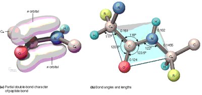 Peptide bond resonance and bond angles