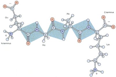 Polypeptide chain showing phi and psi angles