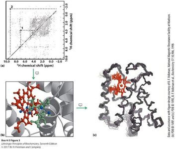 COSY spectrum and protein structure