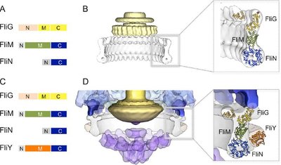 Combining cryo-EM and crystallography for flagellar motor