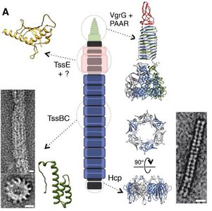 Type VI secretion system structure and protein fitting