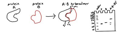 Chemical crosslinking and SDS-PAGE analysis