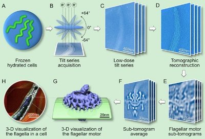 Cryo-EM tomography workflow and flagellar motor visualization