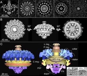 Cryo-EM reconstruction of bacterial flagellar motor