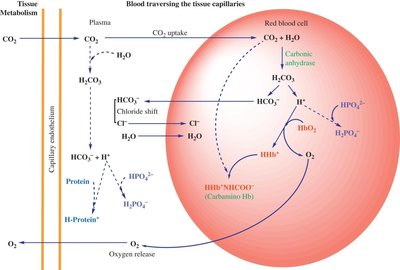 CO2 transport and buffering in blood