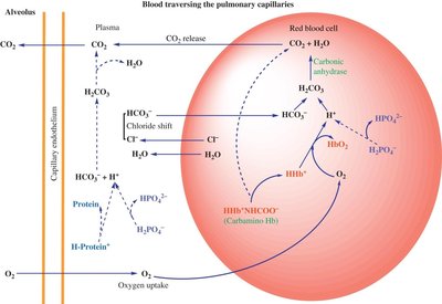 CO2 release and O2 uptake in pulmonary capillaries