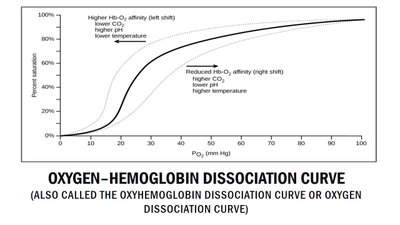 Oxygen-hemoglobin dissociation curve