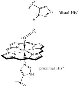 Heme group structure with proximal and distal histidine