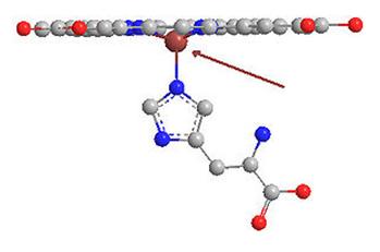 Iron atom out of plane in deoxyhemoglobin