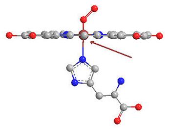 Iron atom in plane in oxyhemoglobin
