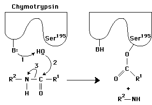 Chymotrypsin catalyzed peptide bond cleavage mechanism