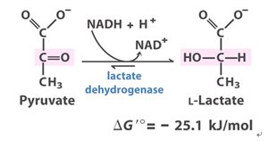 Pyruvate to lactate reaction catalyzed by LDH
