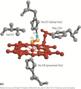 CO and O2 binding to heme