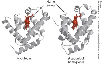 Structural conservation of globins