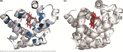 Low sequence similarity, high structural similarity in globins